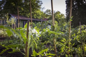 orsi_kertje-019-IMG_1654